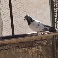 کفتر گرفتنی
