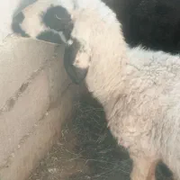 گوسفند