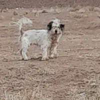 پشمالو ماده