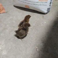 جوجه لوهمن F2