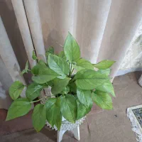 پیچک با زیری