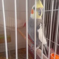 عروس هلندی پر حرف و شیطون
