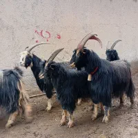 حیوانات مزرعه