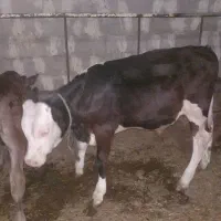 گاوسیمتال