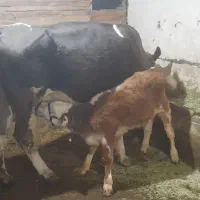 گاو بور سیمینتال با گوساله نر قرمز