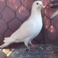 کبوتر