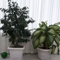 گل دیفن و بنجامین