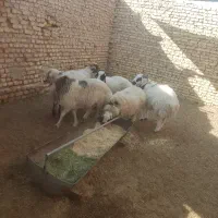 بره بومی چاق درجه یک