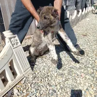 توله ماده رخ۲ماه