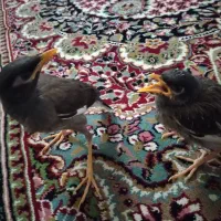 جوجه مینا دانه خور معاوضه