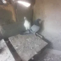 کله سرخ میل زن هستش سبز ساعتی کلی هم ساعتی