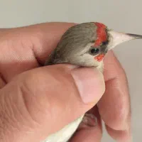 کرمونی|پرنده|شیراز, کوشک میدان|دیوار