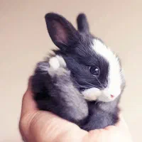 بچه خرگوش