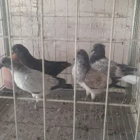 کفتر چهار تا جوجه ریشه دار