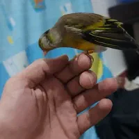 سهره قناری دهن لر