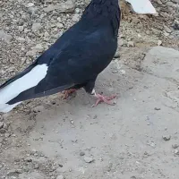 دمسفید دمسیاه طوقی کله دار پلاکی سینه ای