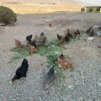 مرغ رسمی