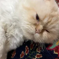 گربه پرشین گارفیلدی نر عقیم نشده