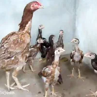 مرغ و خروس لاری