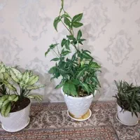 ۳ گل و گلدان طبیعی
