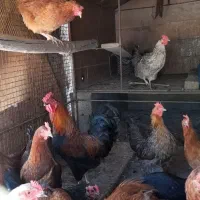 مرغو خروس محلی