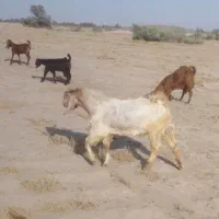چپشت درجه یک قیمت 25
