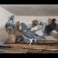 کبوتر