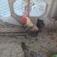 خروس گلین
