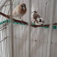 فنچ بنگالی(پرستار) با جوجه