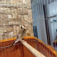 سهره نر پنج ماهه
