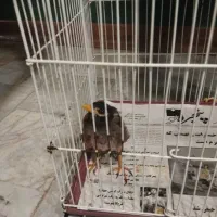 مرغ مینا
