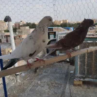 کبوتر پرشی