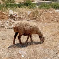 میش ابستن قیمت  ۲عدد۳۳ملیون باهم