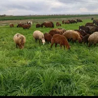 چوپانی با 7سال سابقه