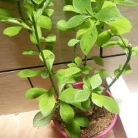 گل وگیاه|گل و گیاه طبیعی|جهرم, |دیوار