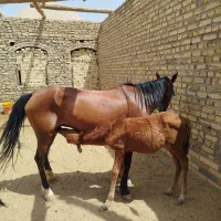 مادیان وکره