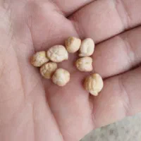 دیزی نخوdد آبگوشت