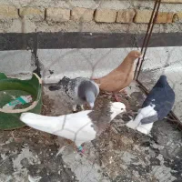 ۵عدد کفتر فروشی قیمت تفاوقی