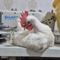 خروس اذان گو خوش فرم و هیکلی