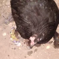 مرغ. کورچ