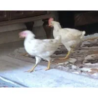 جوجه خروس نزدیک پنج ماه
