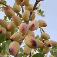 فروش-خونه-باغ