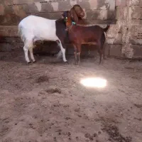 بز پاکستانی