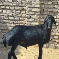 شیشک قوچ و بره قوچ قره قزل اصل موفر واکسی لخت