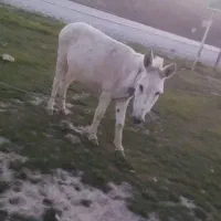 حیوانات و مزرعه