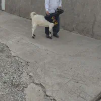 تیر بز جوان خارجی