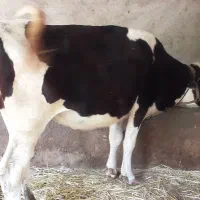 گاو جوان