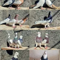 کبوتر نقشی درجه۱