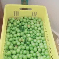 آلوچه ارومیه