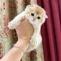 بریتیش چشم آبی صورت خرسی به قیمت (پرشین) موجود1
